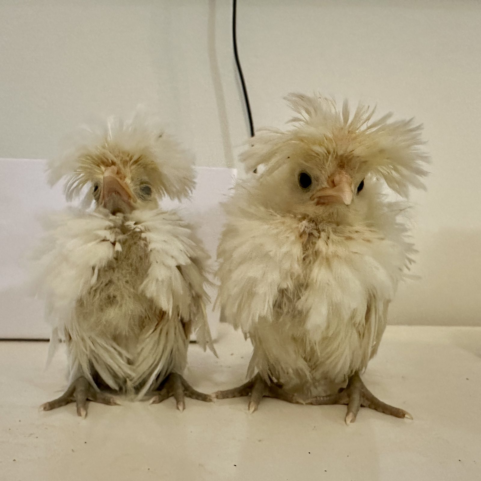 Two young crested chickens standing side by side
