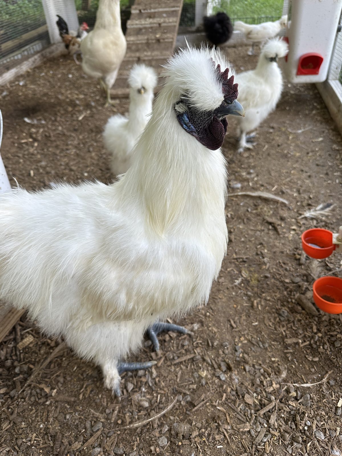 A mature white Silkie standing with other birds