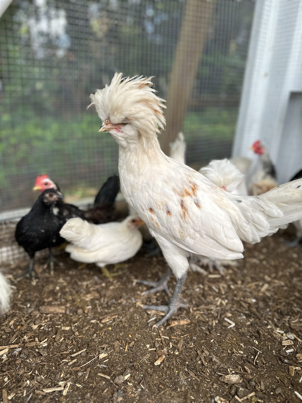 A young white crested chicken standing in the coop